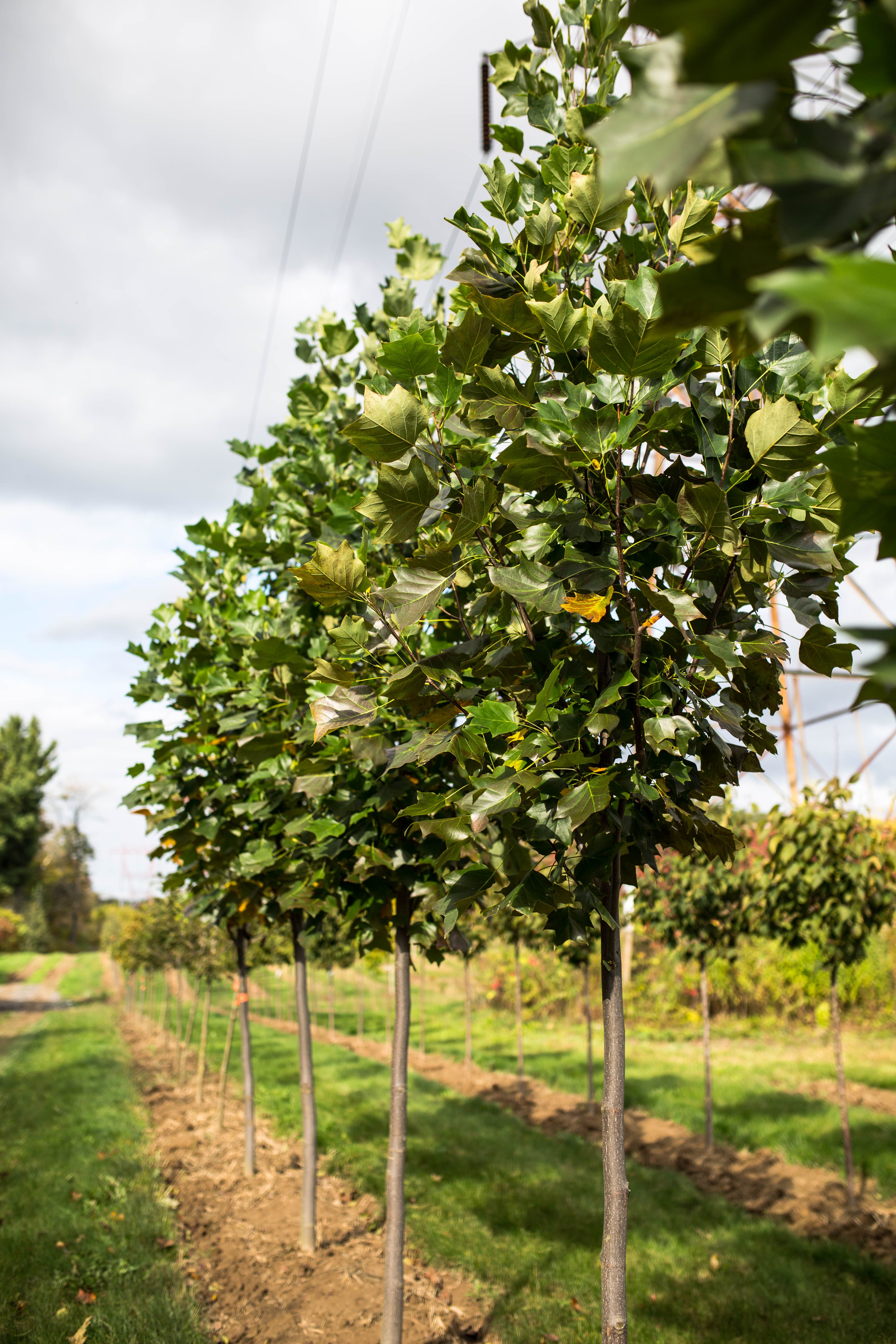 Liriodendron tulipifera ‘Emerald City’